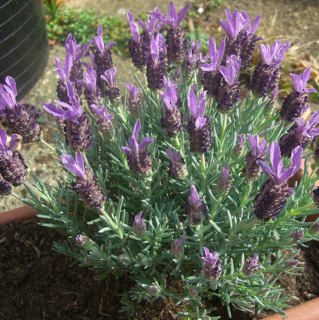 Mediterranean Flowers