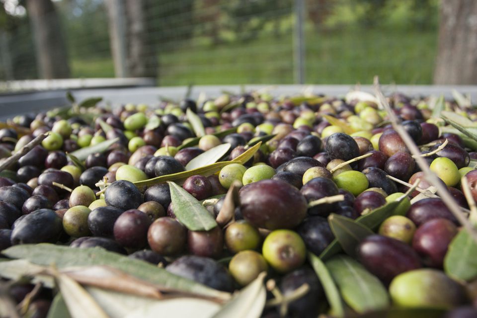 11 Types of Olive Trees to Know and Grow