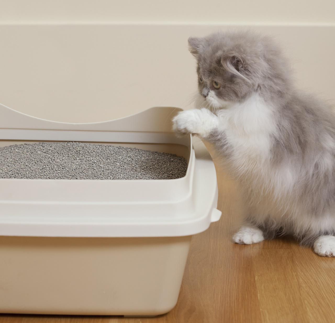 What to Do When a Cat Goes Outside the Litter Box