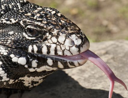 Lizard and Gecko Prolapsed Hemipenes