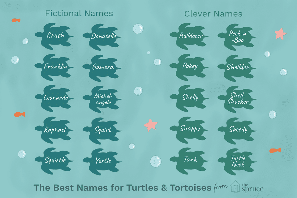 Names for Pet Turtles and Tortoises