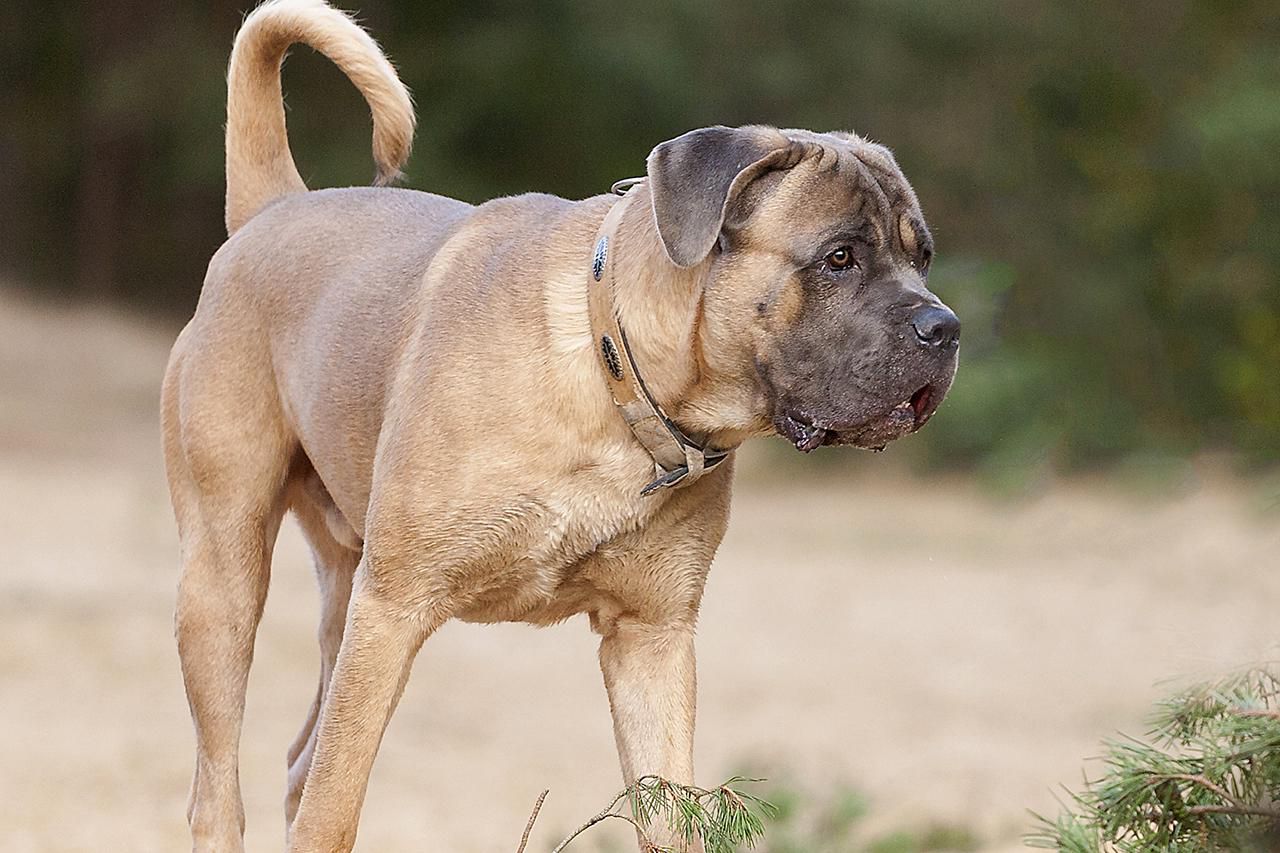 Cane Corso Dog Breed Profile