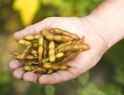 beans dry grow edible small definition lima crop cover amaranth harvest farm growing garlic calendula benefits bean vegetable great