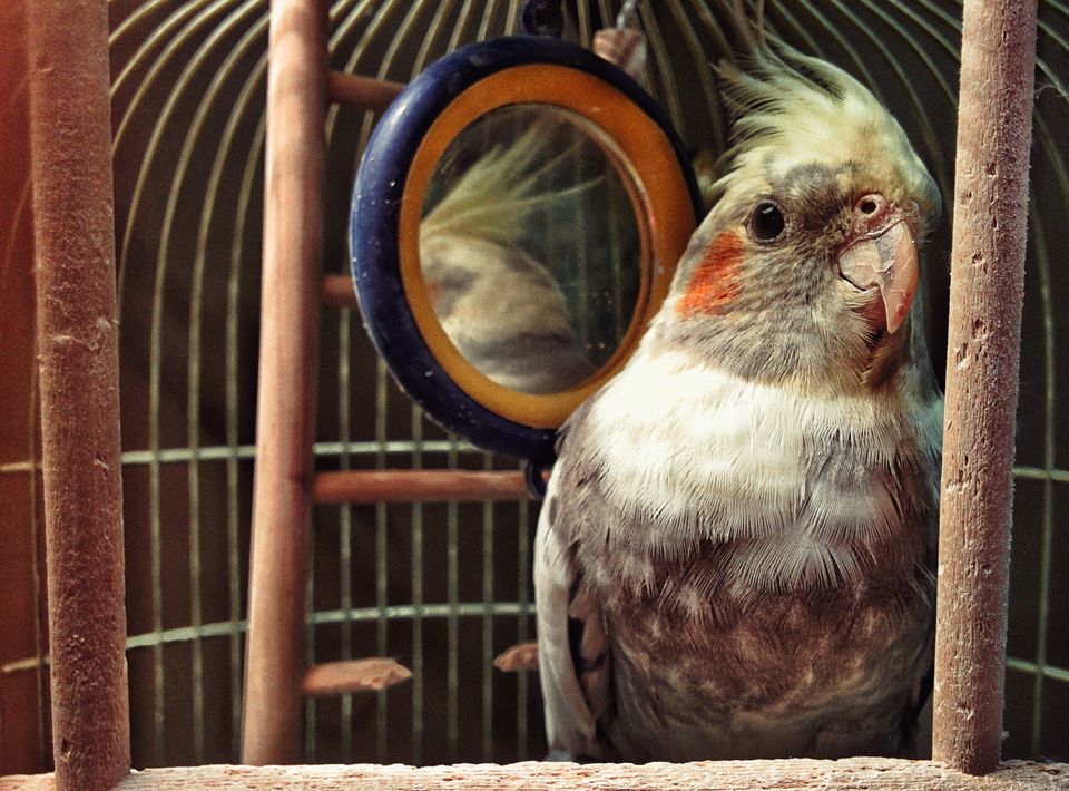 Here Are the Top Reasons Birds Make Good Pets