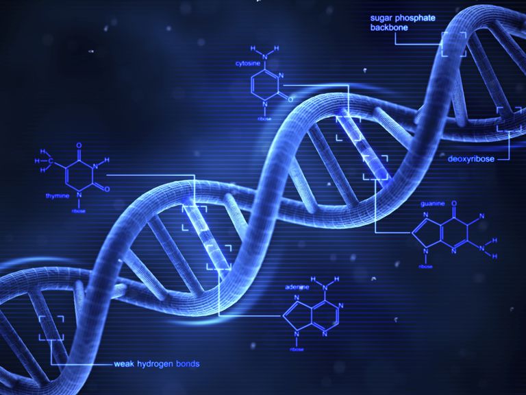 Image result for dna