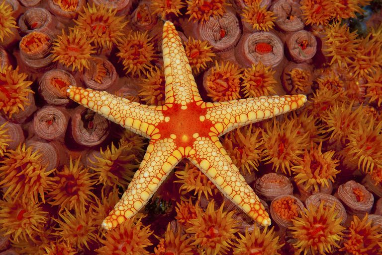 Facts About Starfish You Might Not Know