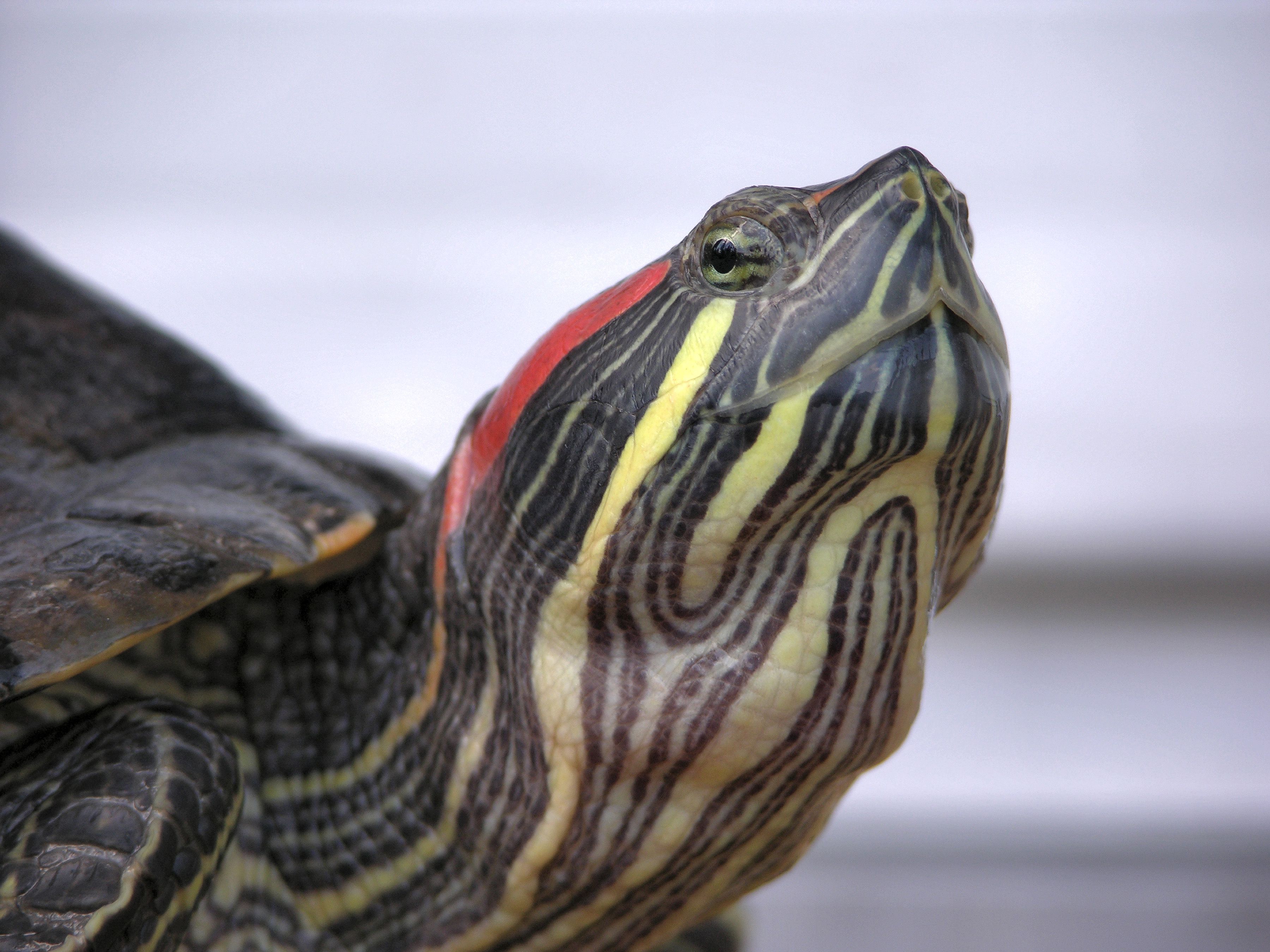 Red-Eared Slider Housing and Care