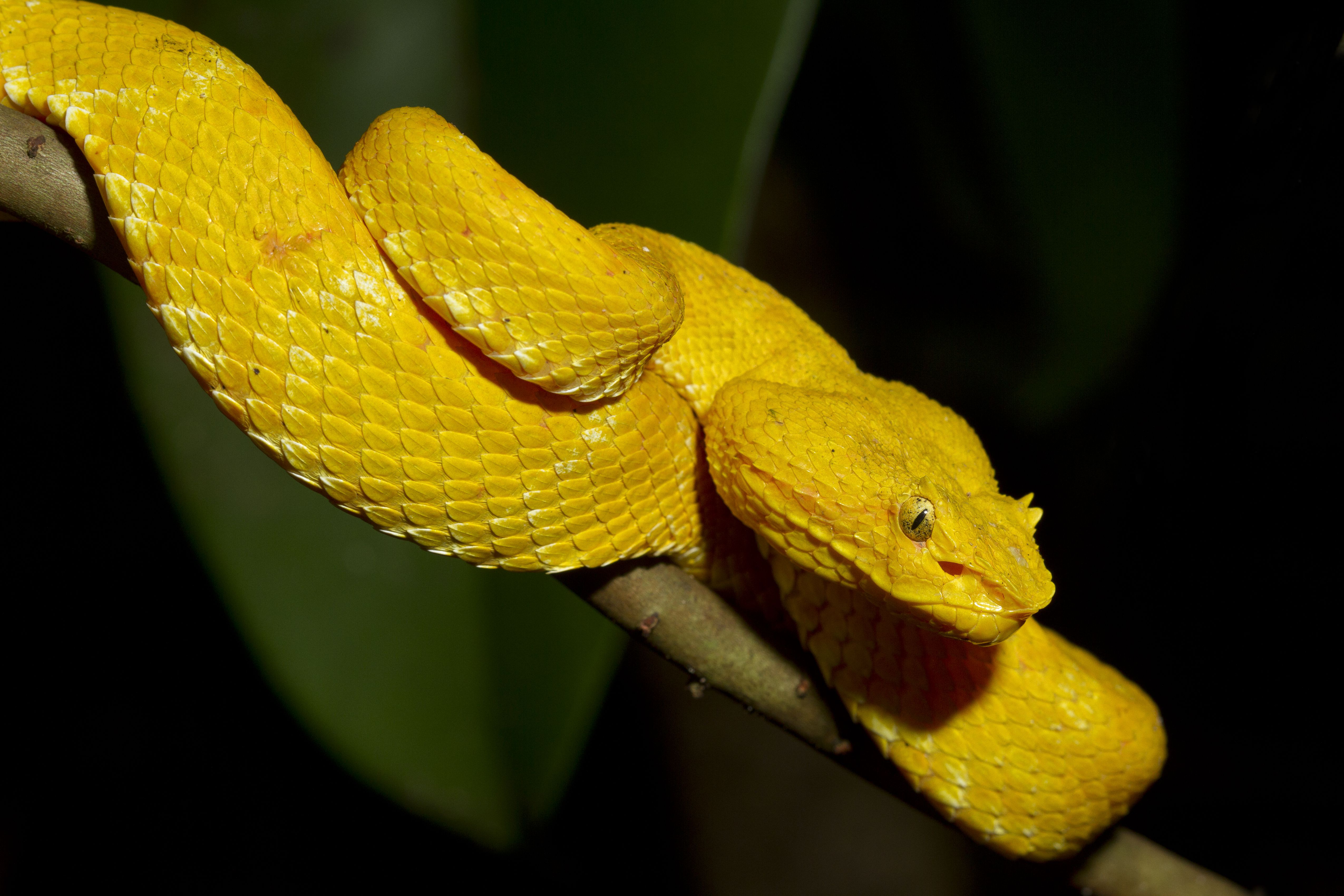 Understanding the Diverse Diets of Reptiles