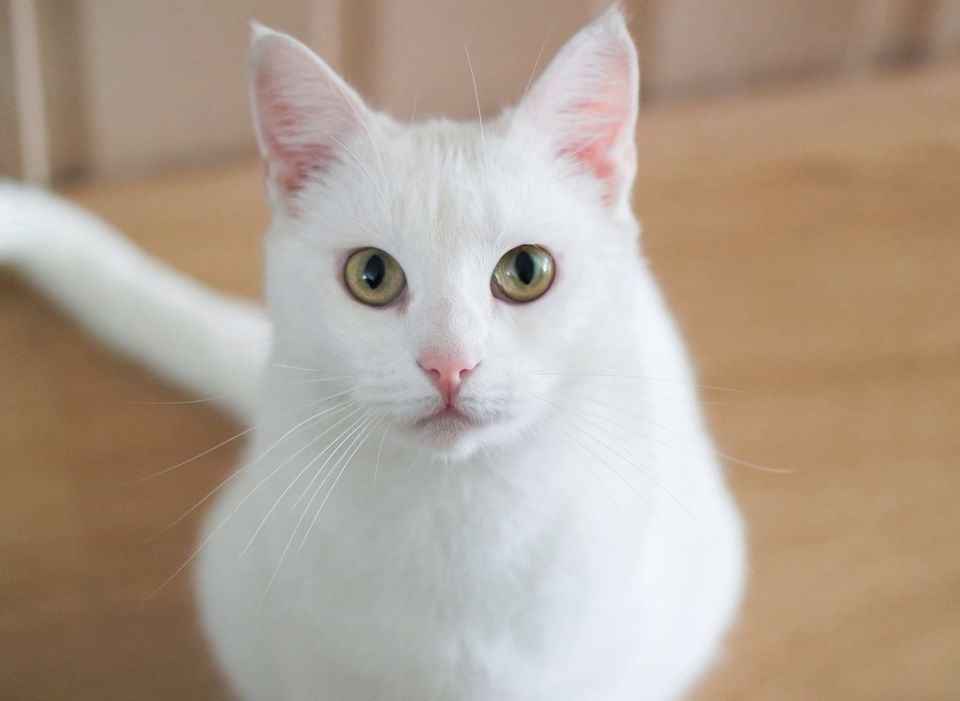 white cat skin download