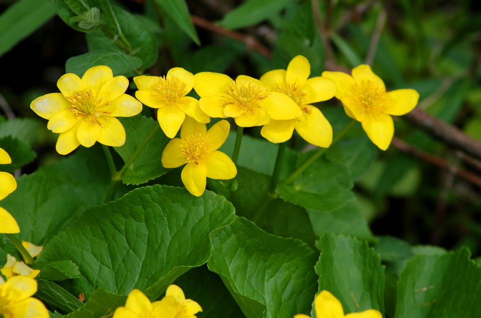 Yellow Flowers Pictures for Garden Inspiration