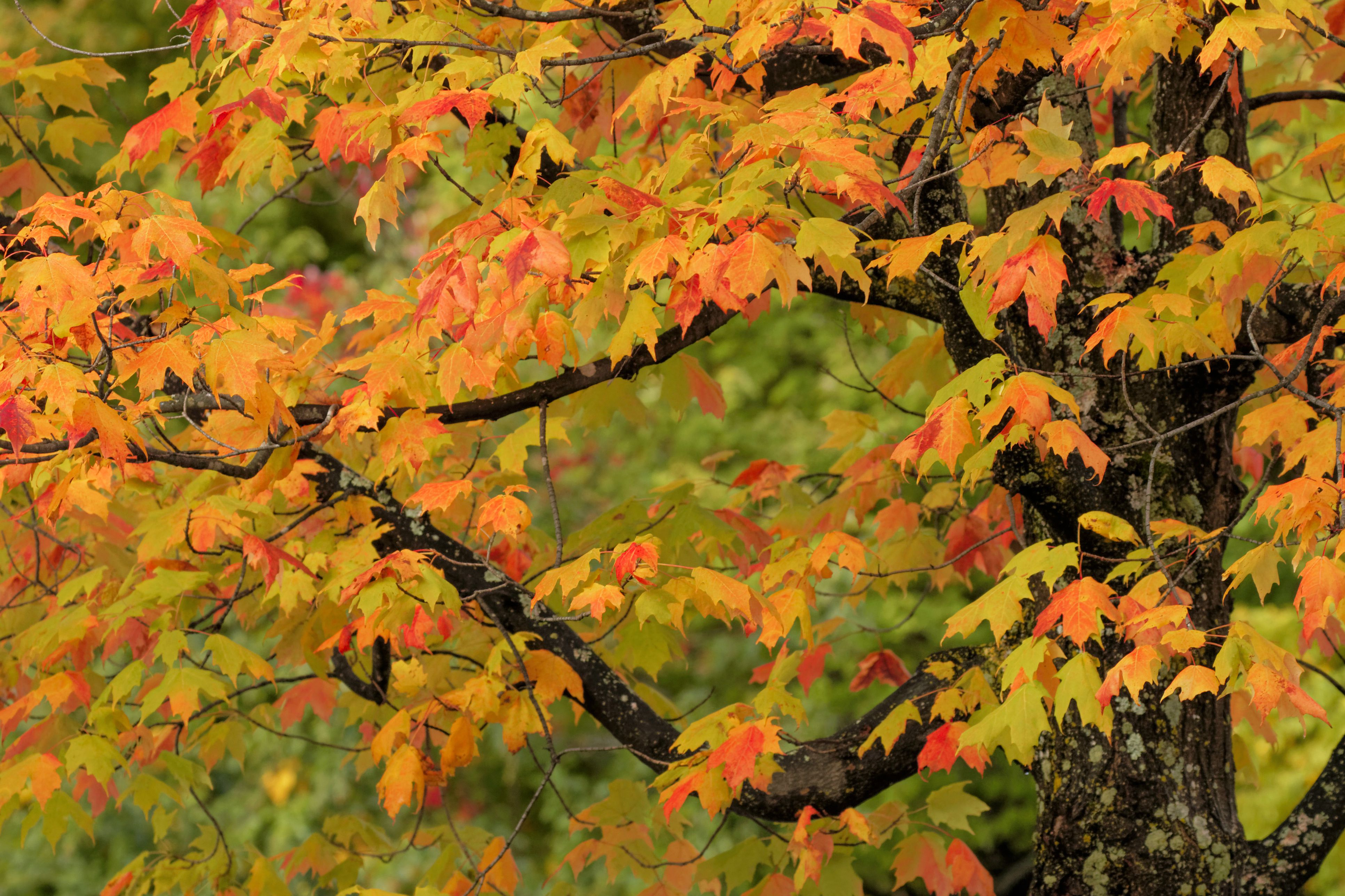 How to Identify Deciduous Trees by Their Leaf