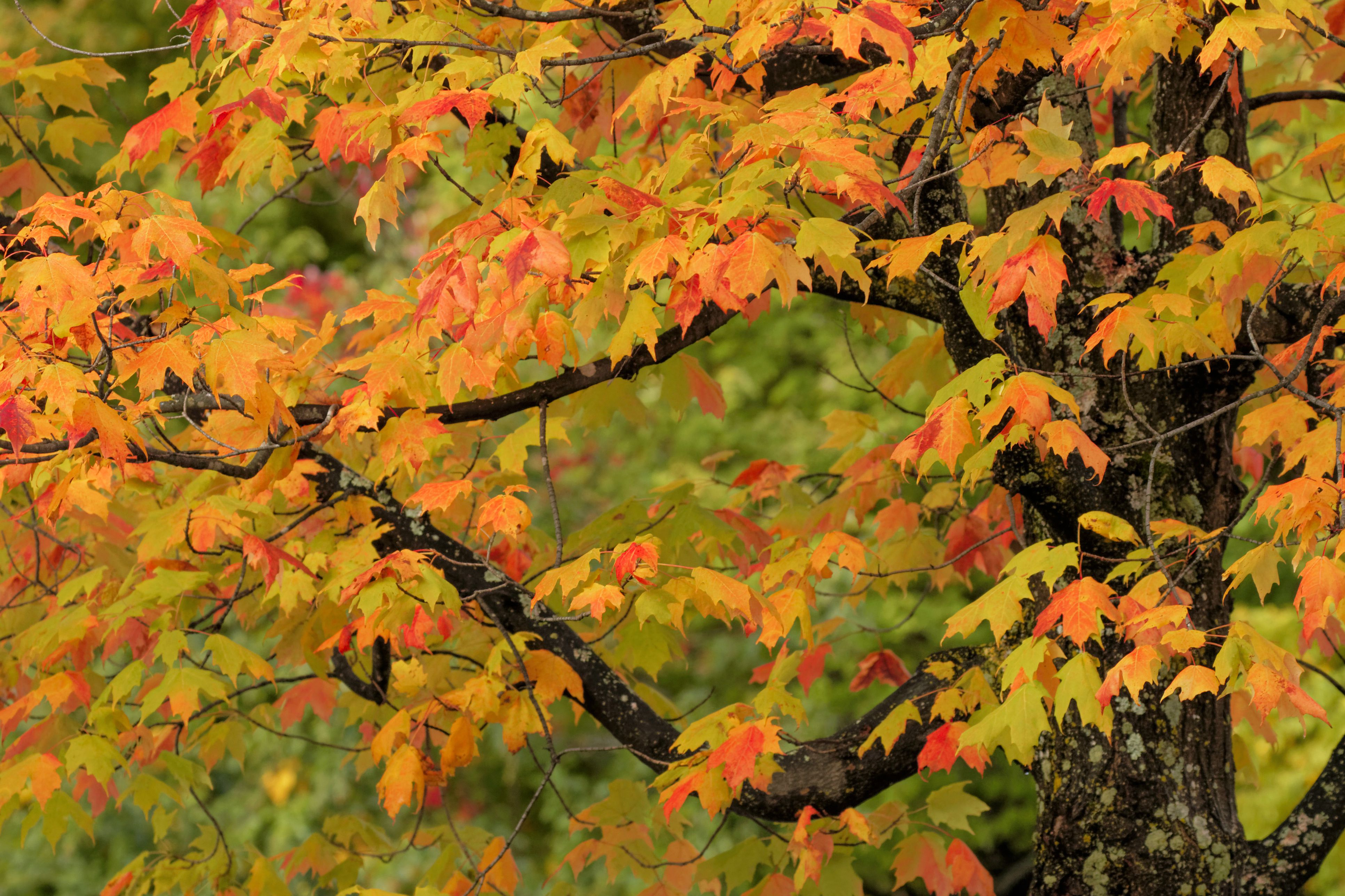 types of maple trees by leaf
