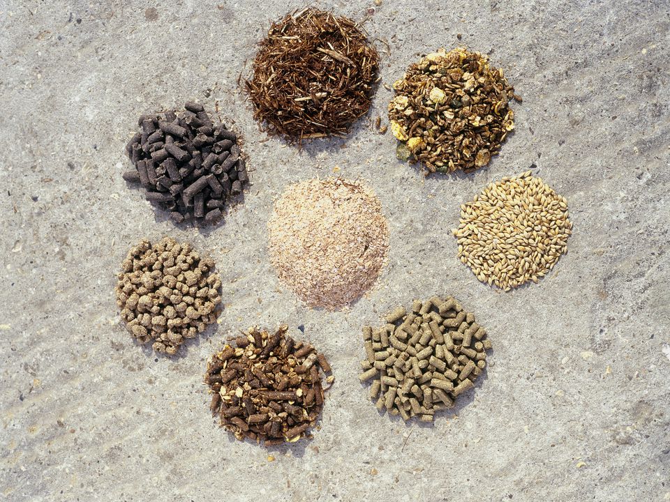 Common Feeds For Horses