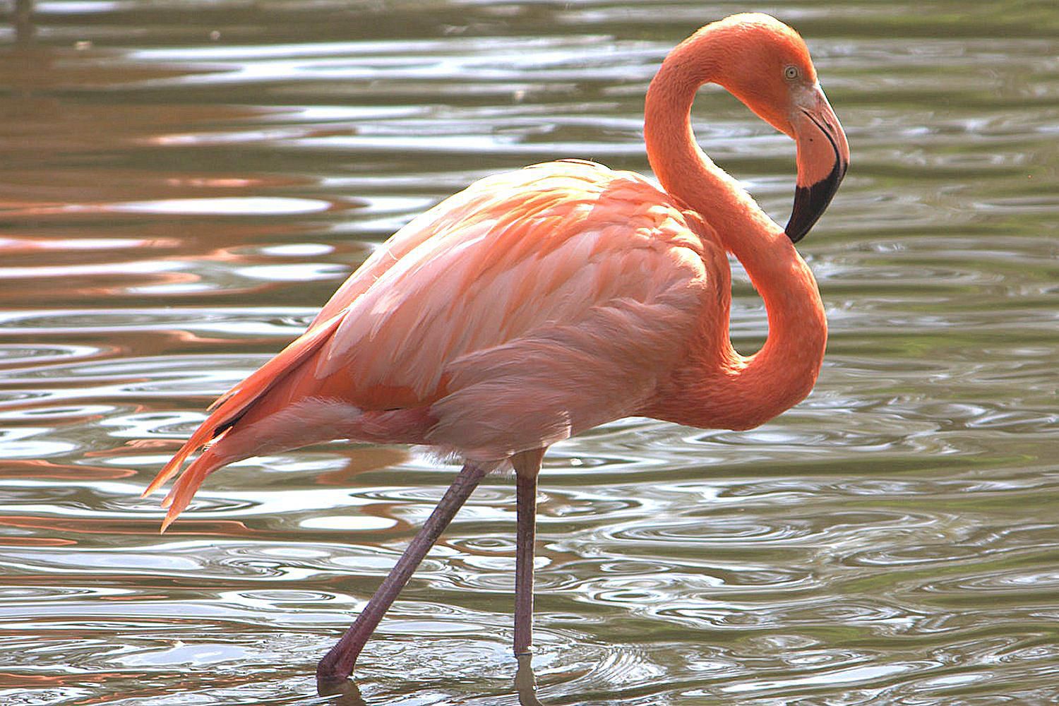 American Flamingo - Phoenicopterus ruber