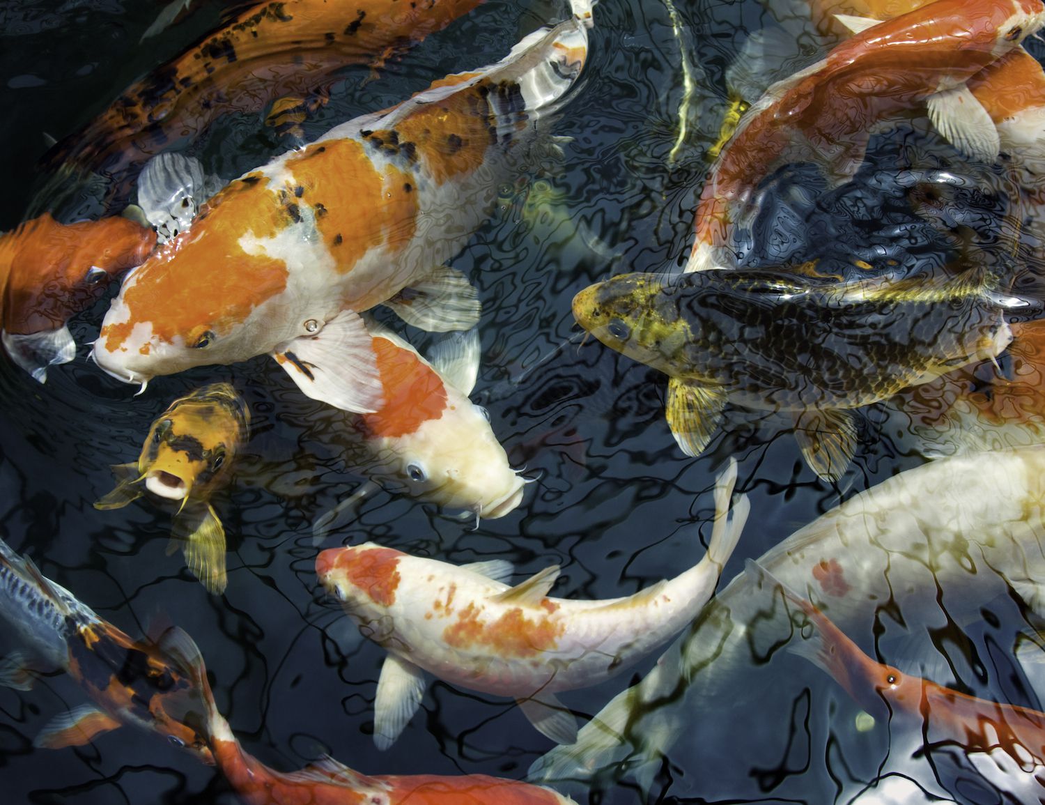 Using Fish  as Feng Shui Cures for Wealth