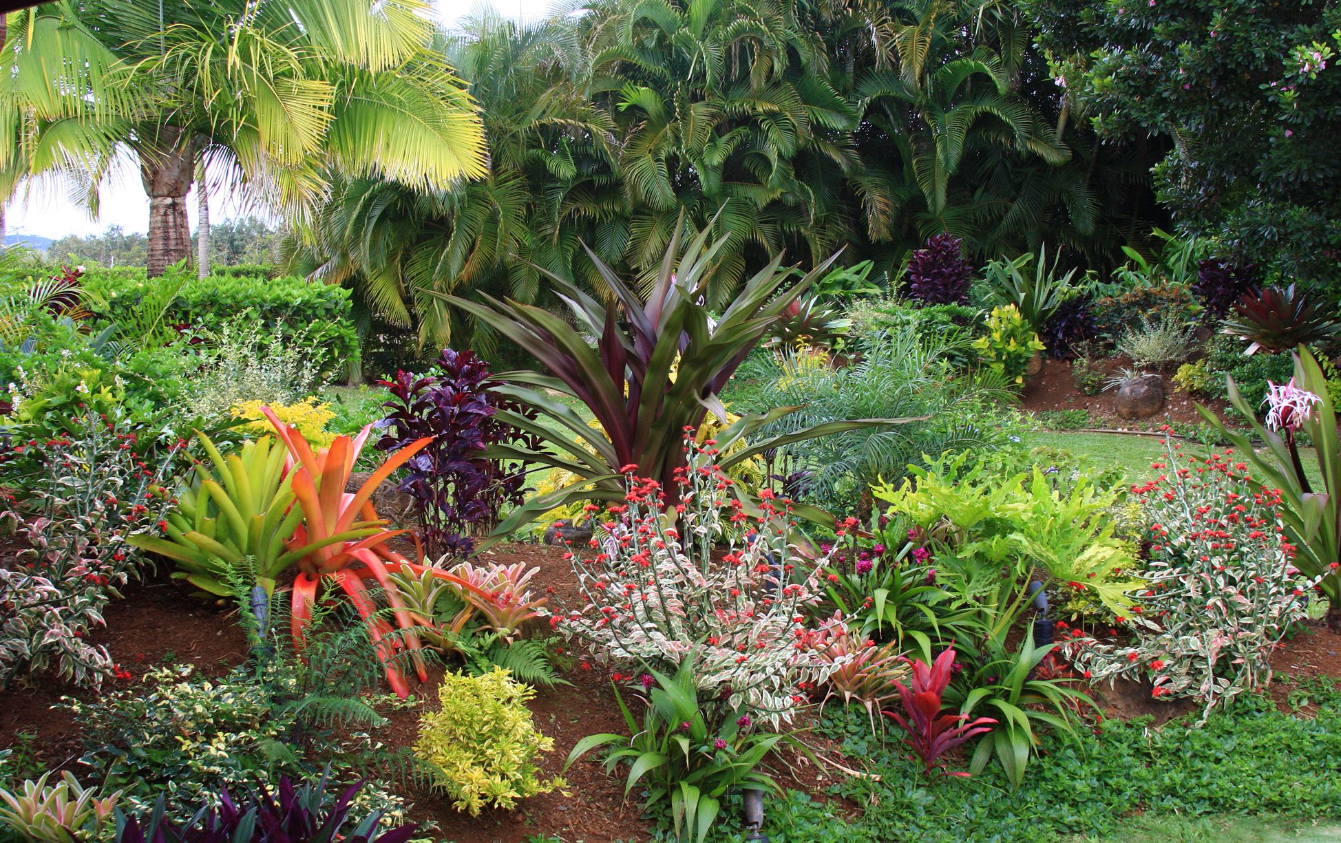 Tropical landscape plants information