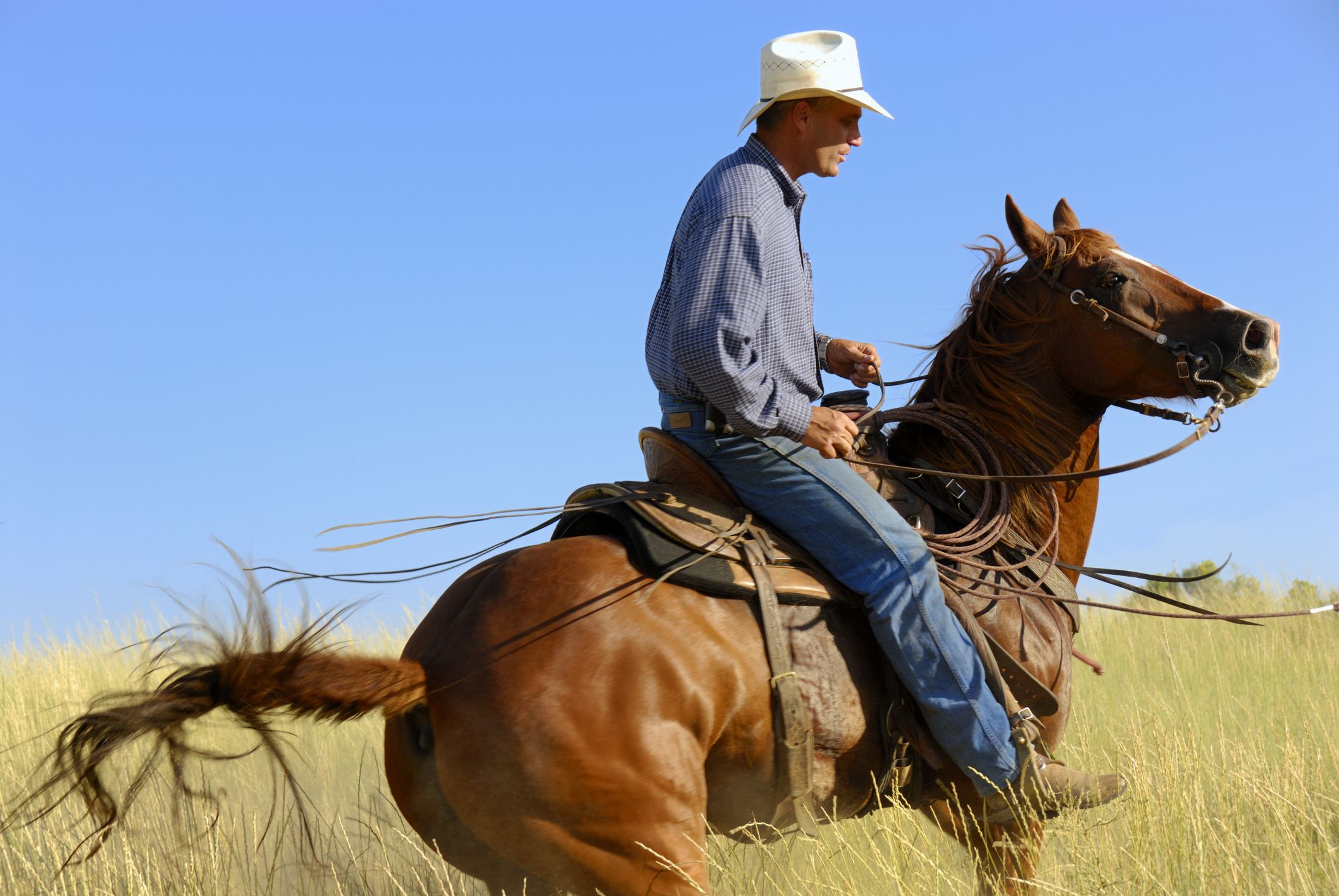 Six Common Western Horse Riding Bits