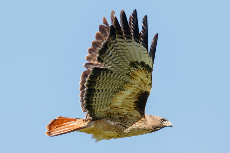 Red Tailed Hawk Buteo Jamaicensis