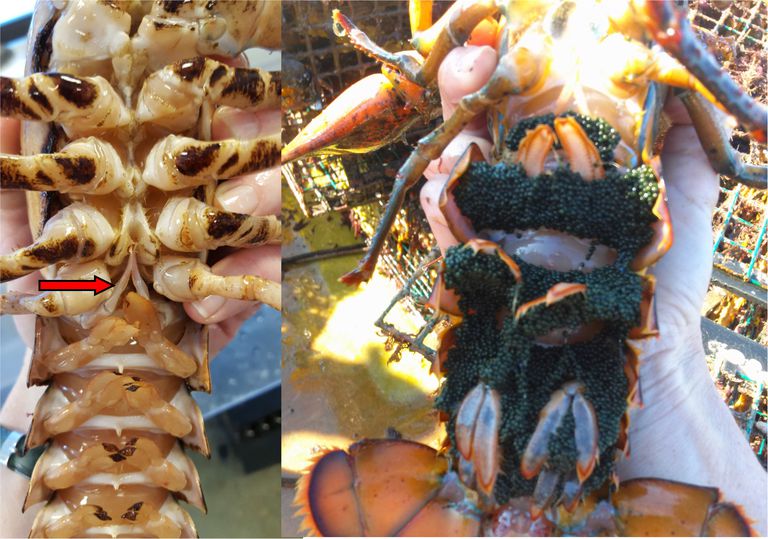 how-to-tell-male-and-female-lobsters-apart