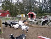 Vancouver attractions for kids: Maplewood Farm