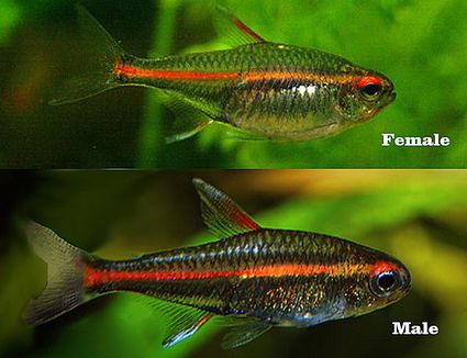 The Flame Tetra (Von Rio Tetra) is Making a Comeback