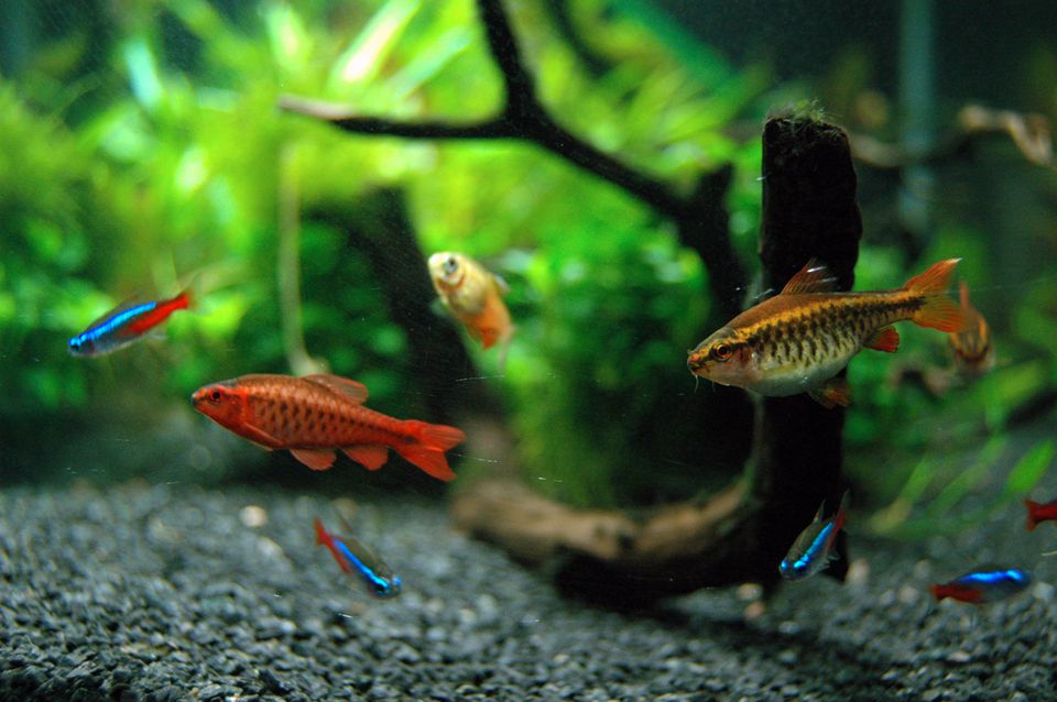 Good First Fish for Your Home Aquarium
