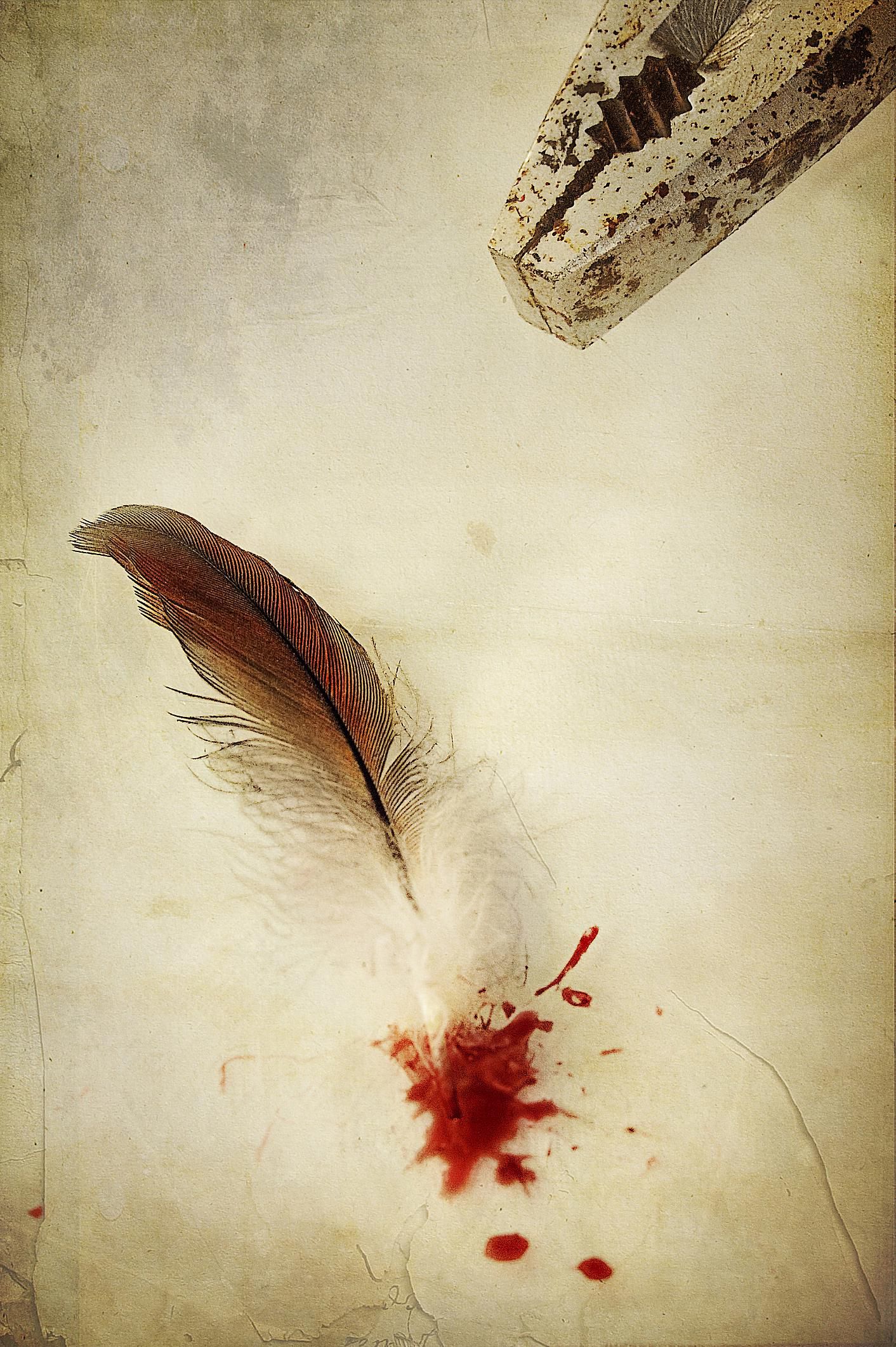 What to Do if Your Bird Breaks a Blood Feather