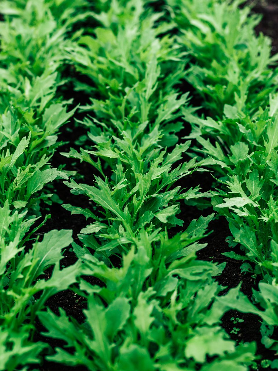 Tips for Growing Arugula Plants