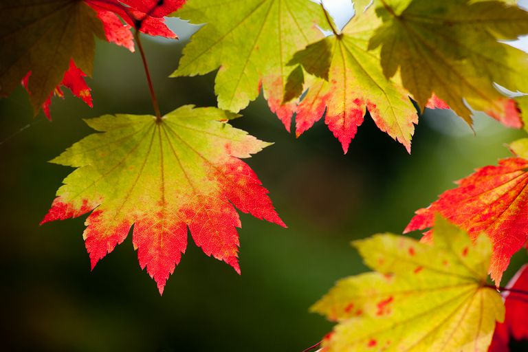 Lobed Hardwood Leaves: A Tree Leaf Key