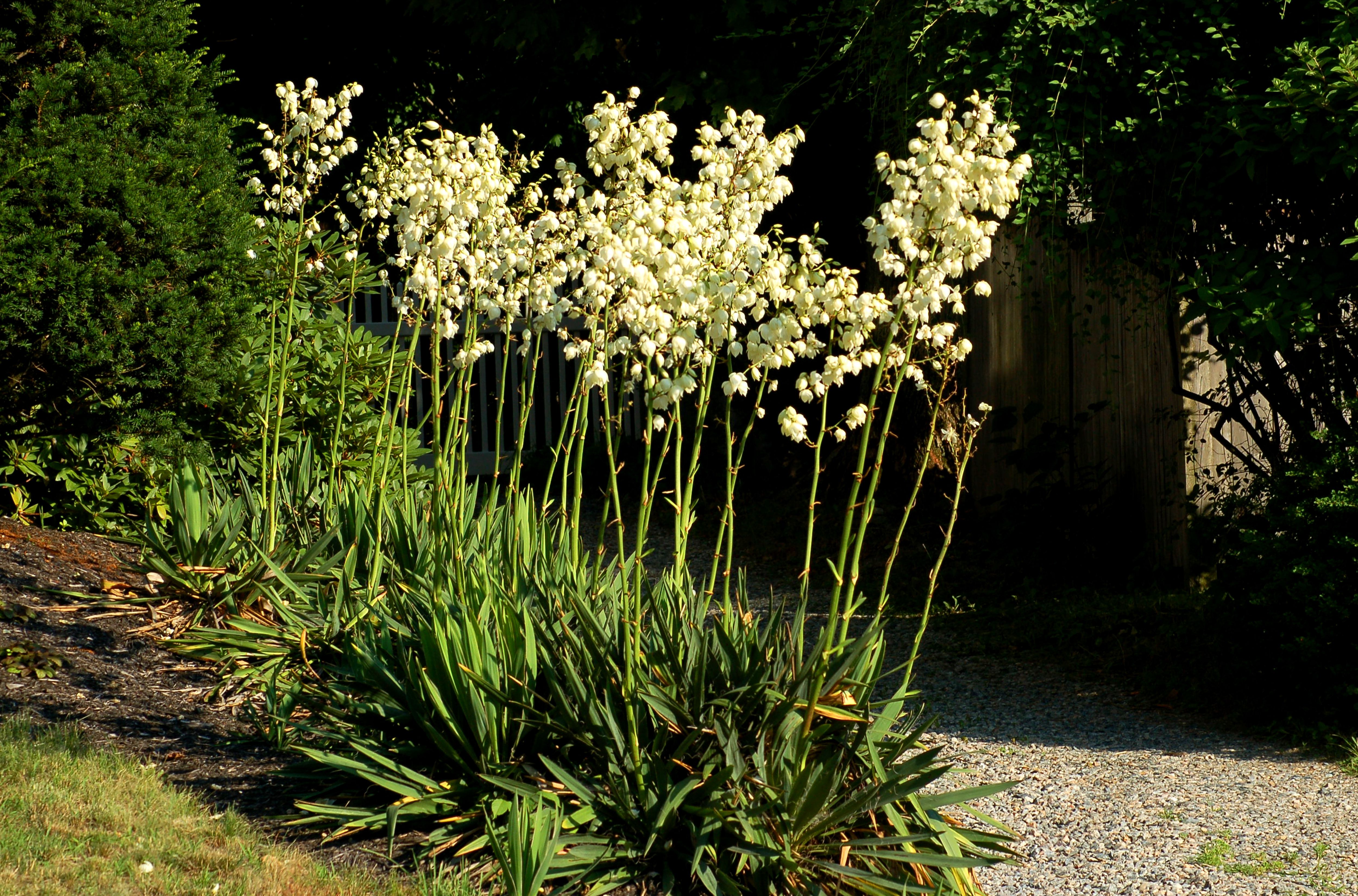 Caring for Adam�s Needle, or Yucca Filamentosa