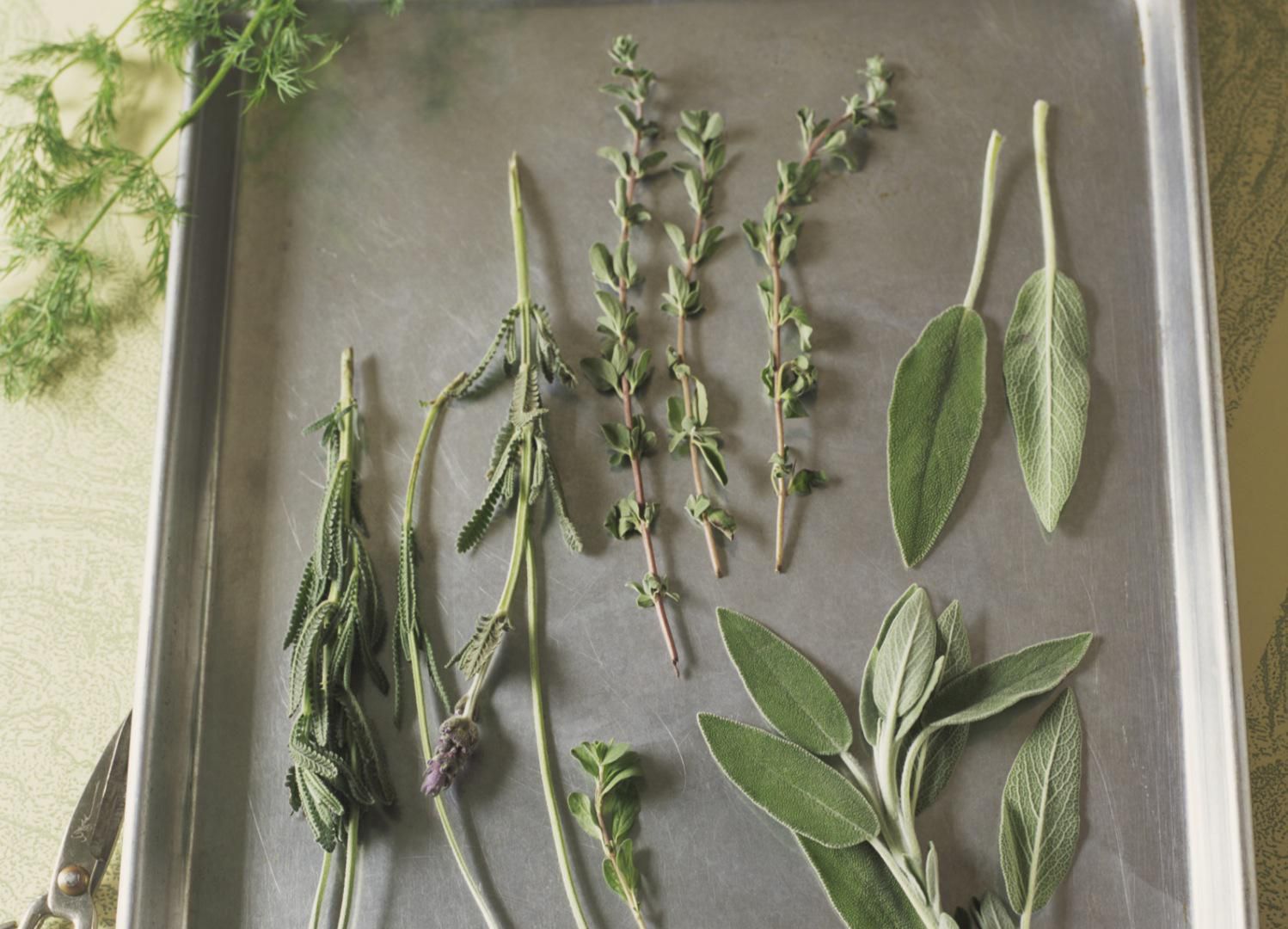 How To Dry And Store Your Fresh Garden Herbs   87992294 56a349e93df78cf7727cb8d9 