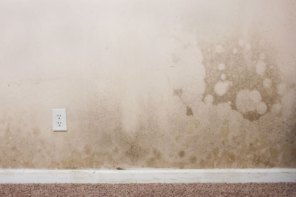 Mold Resistant Drywall Guarantees A Mold Free House