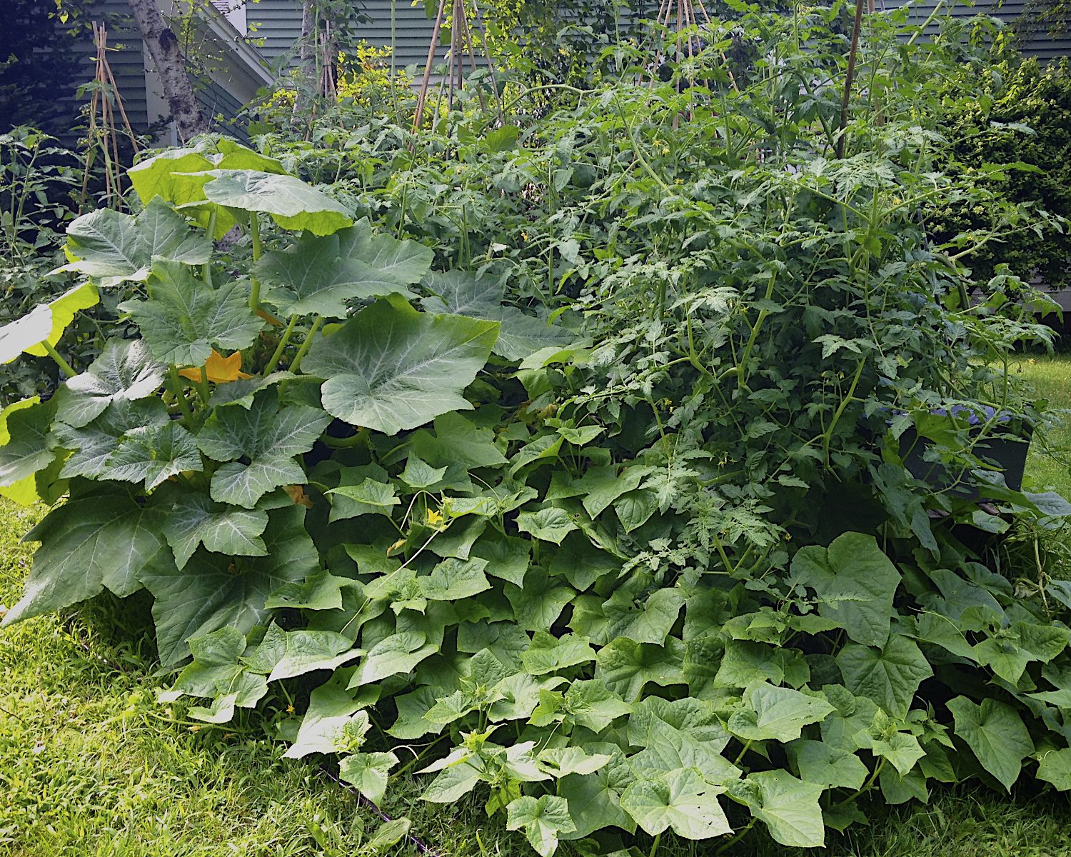 Containers and Pots for Growing Vegetables