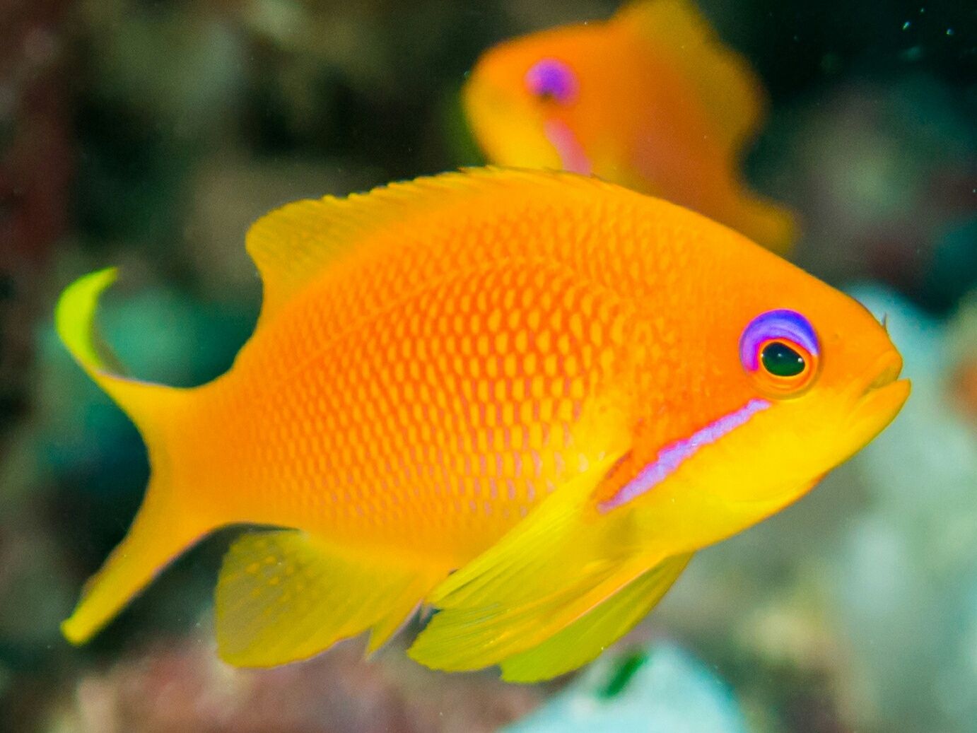 10 Essential Facts About Fish