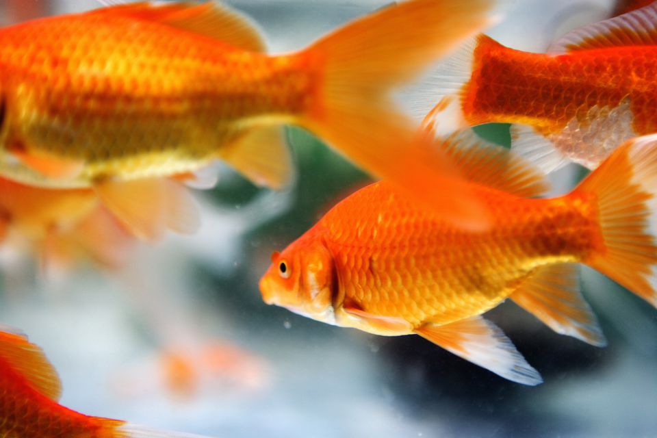 The Symbology of Fish in Feng  Shui 