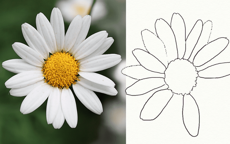 Great How To Draw Daisys of the decade Learn more here 