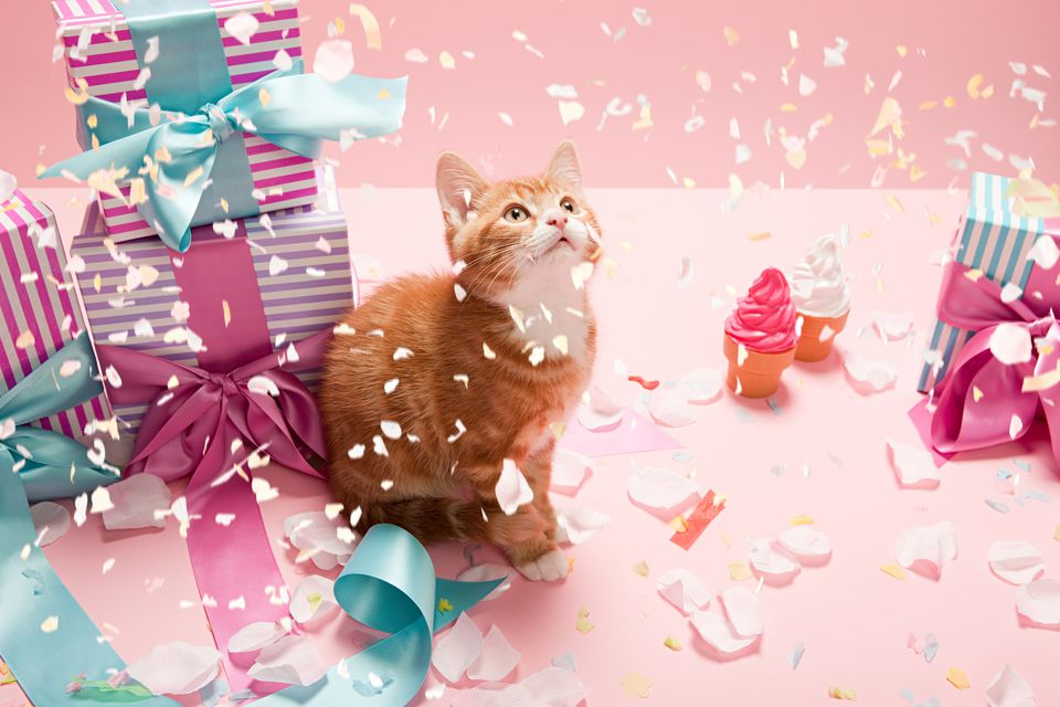 Top 8 Ways to Celebrate Your Cat's Birthday