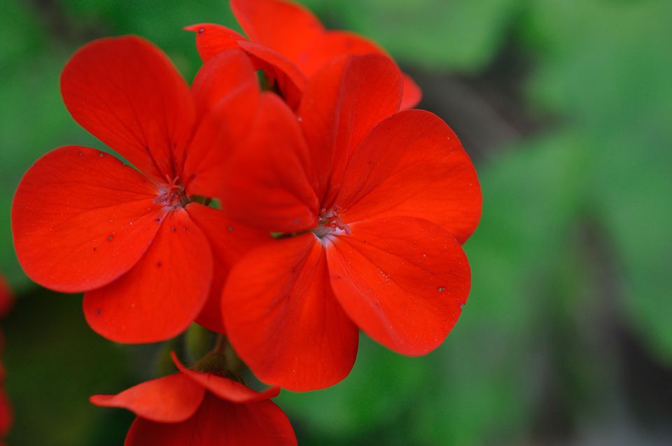 Growing Zonal Geraniums (Pelargonium X Hortorum)