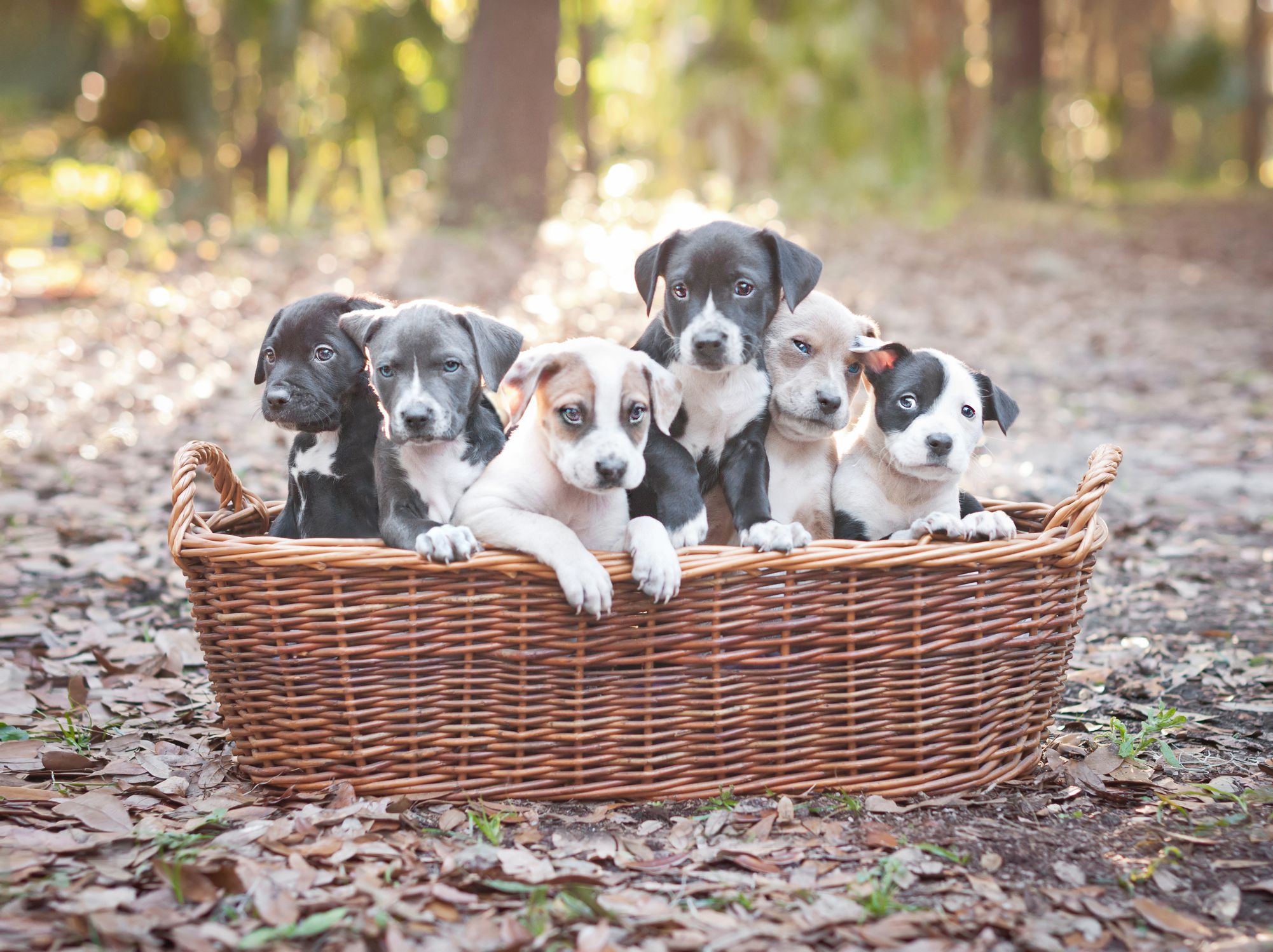 How To Avoid Bad Dog Breeders And Backyard Breeders