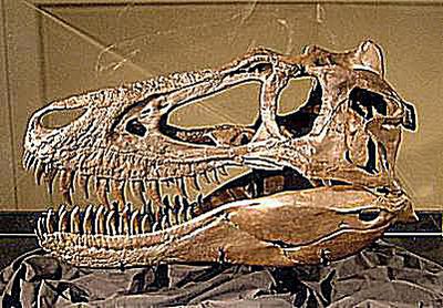 micropachycephalosaurus fossil
