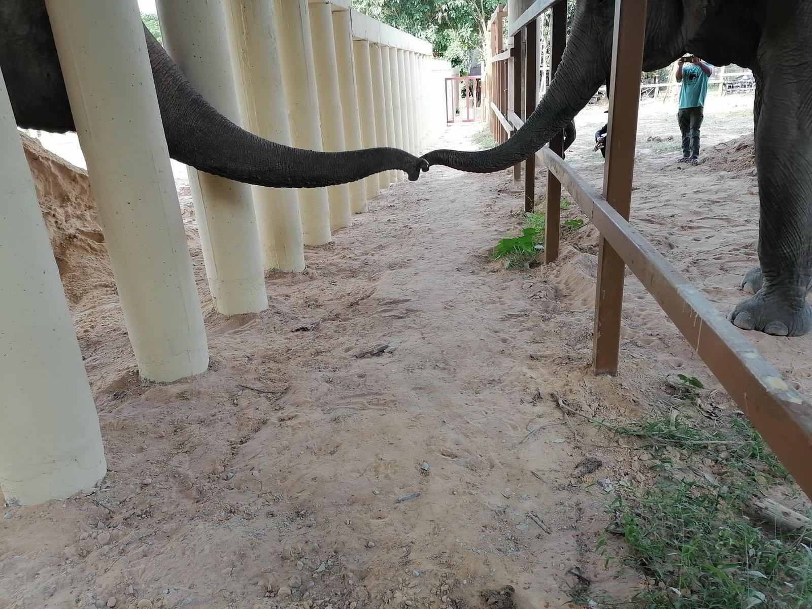 Worlds Loneliest Elephant