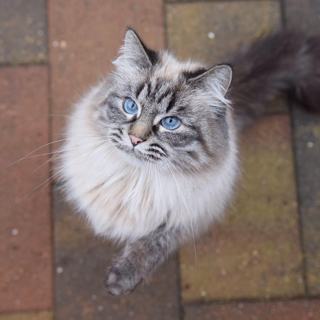 10 Cute Maine Coon Cats and Kittens