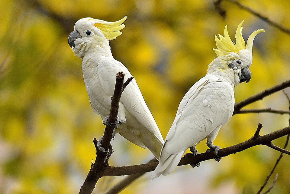 different cockatoo breeds