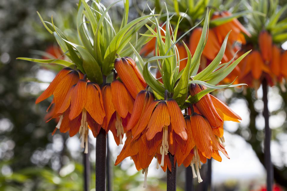 10 Best Landscaping Plants You May Not Know About