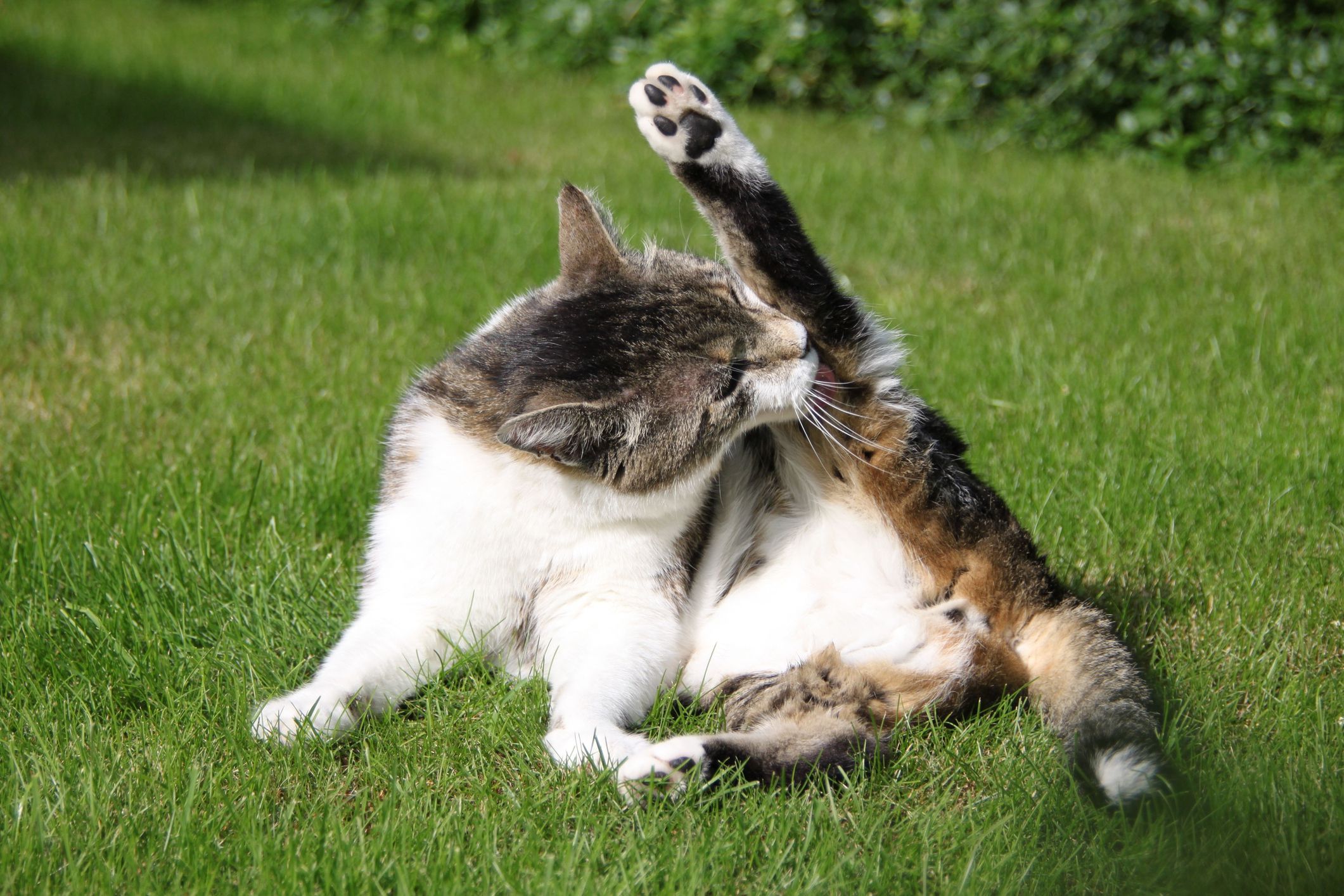 Why Your Cat Is Losing Hair on Her Hind Legs