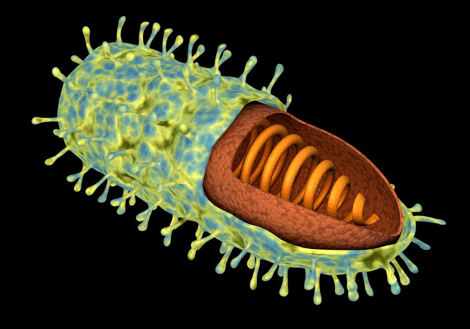 Rabies Virus Diagram