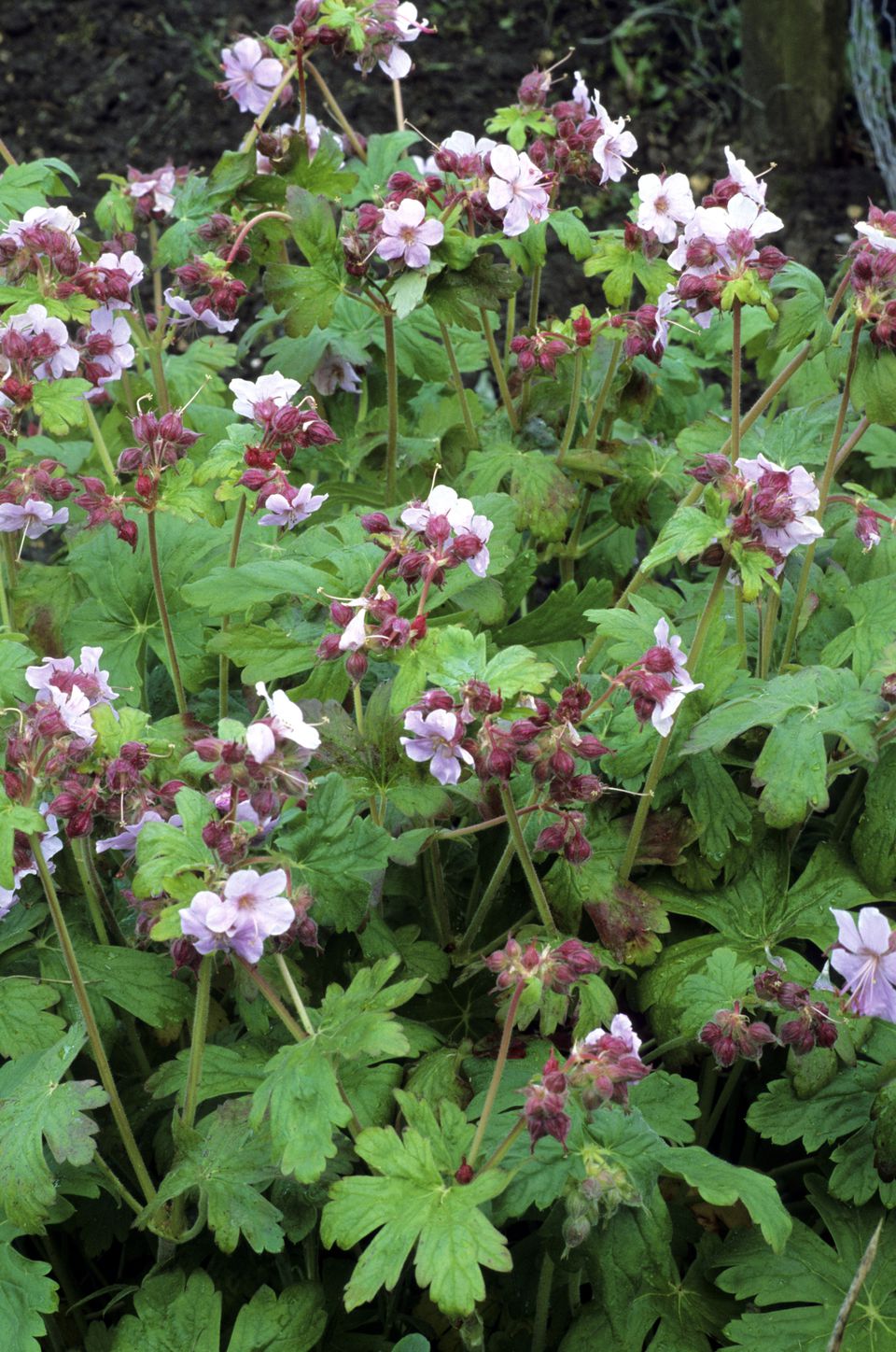 The Best Geranium Varieties for Your Garden