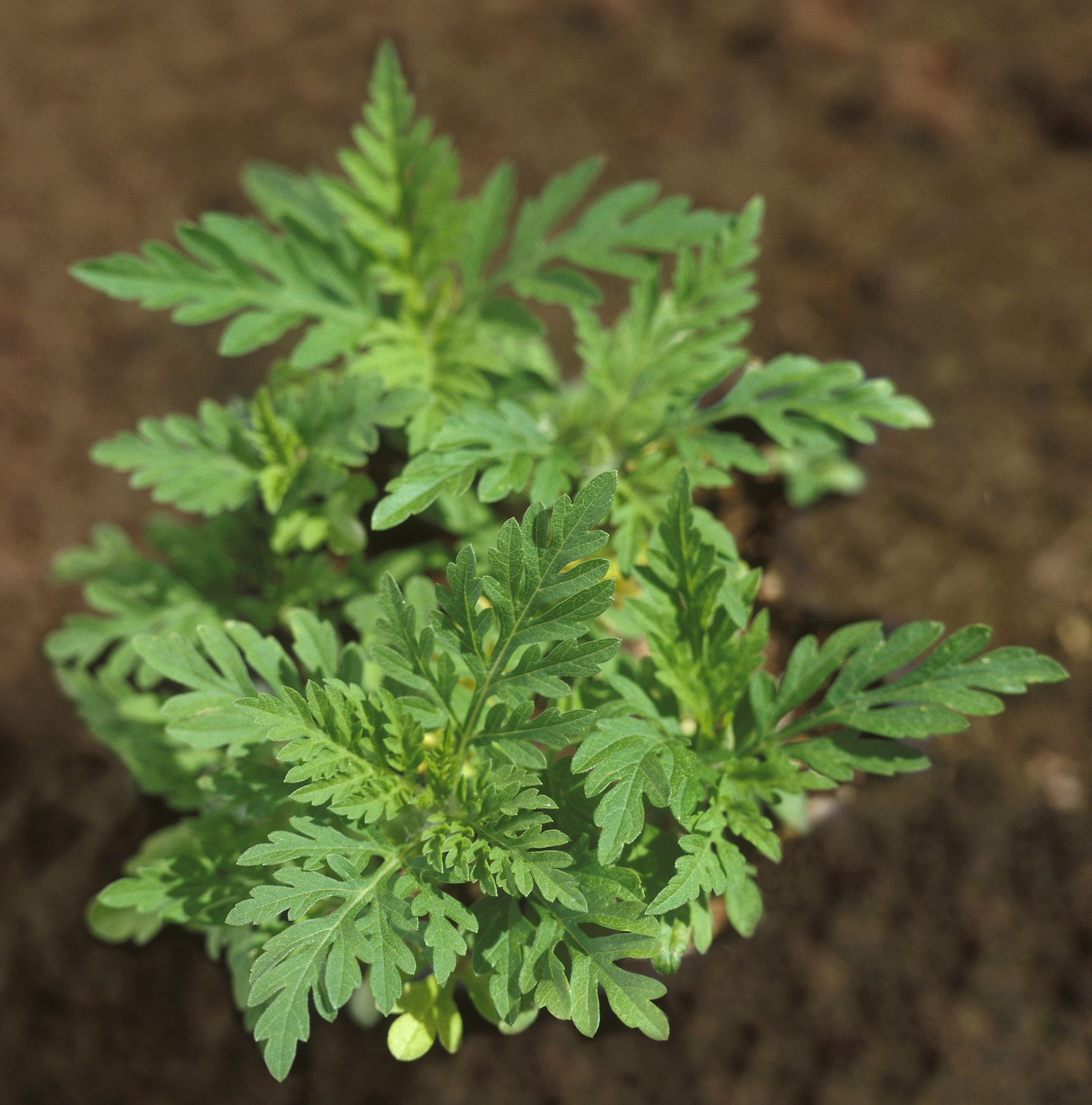 Ragweed Photos And Information