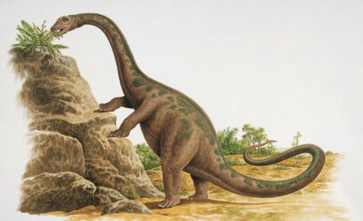 cetiosaurus