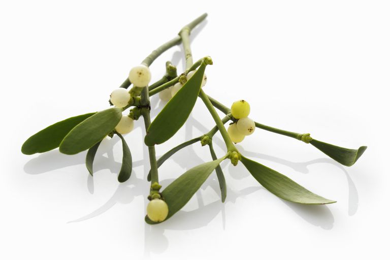 What Exactly Is Mistletoe? Here Are Some Fun Facts